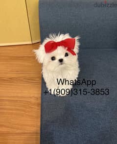 Tcup Maltese puppy for sale
