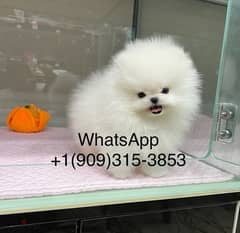 Tcup white Pomer,anian for sale 0