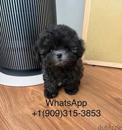 Purebred Poo,dle for sale