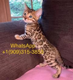 Bengal for sale