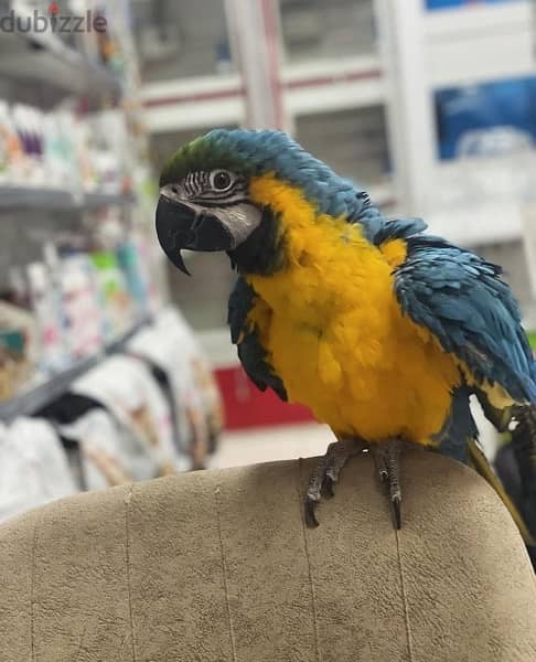 Macaw for sale 1
