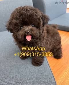 Dark Color poo,dle available 0