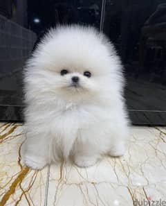 White Pomeranian puppy for sale. WHATSAPP. +1 (484) 718‑9164‬