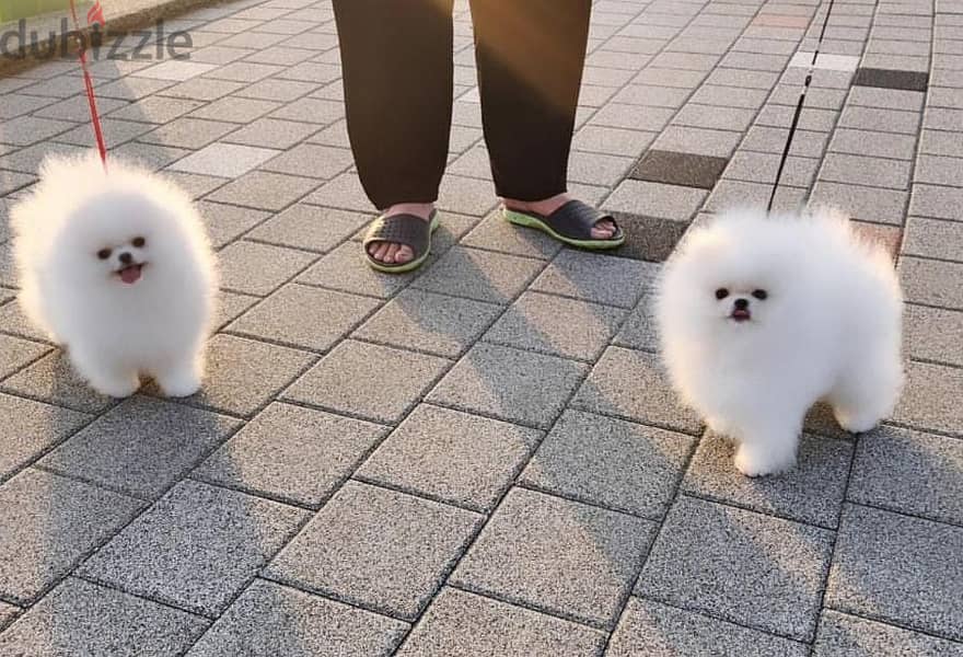 2, White Teacup Pomeranian Puppies available. 2