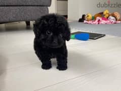 Mini Toy Poodle Puppy