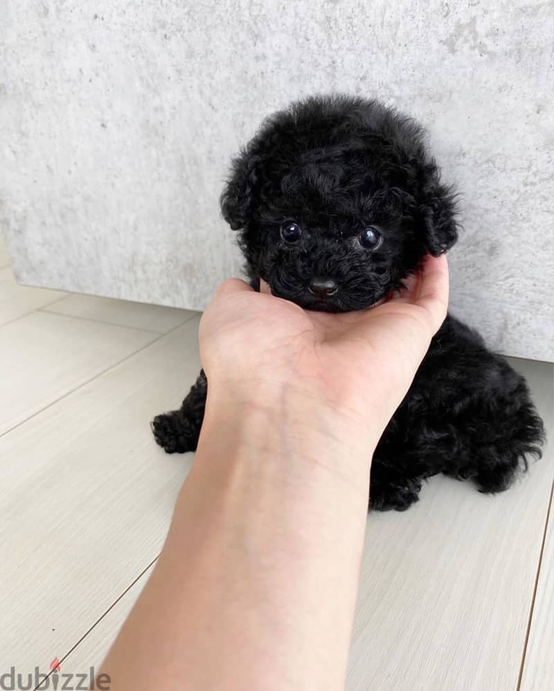 Mini Toy Poodle Puppy 1
