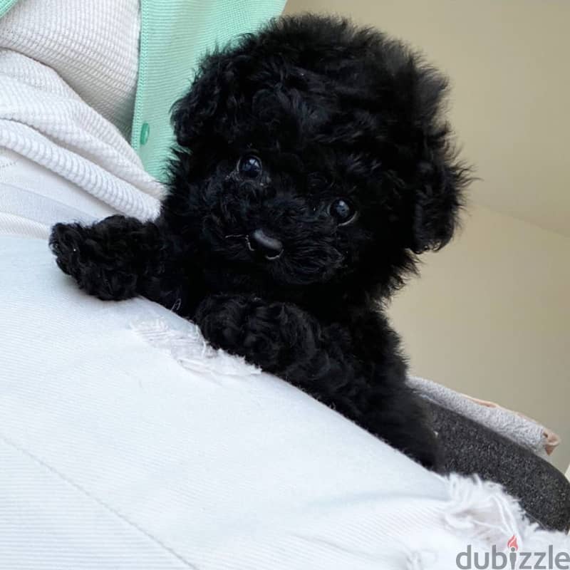 Mini Toy Poodle Puppy 2