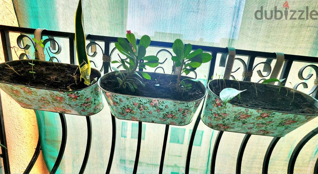Healthy indoor and outdoor plants for sale 2