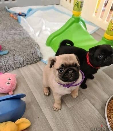 Whatsapp Me (+966 58392 1348) Pug Puppies 1