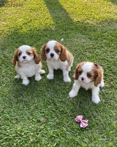 3 Cavalier King Charles Spaniel Pupies. for Adoption