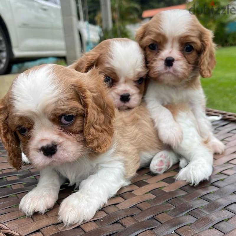 3 Cavalier King Charles Spaniel Pupies. for Adoption 1