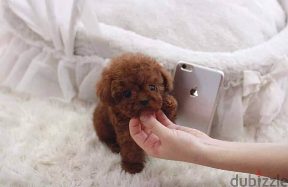 poodle puppies available 1