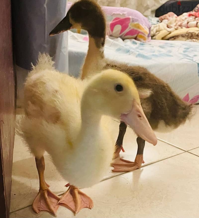 SOLD : 2 baby ducks for sale with big cage & food 4