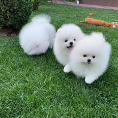 1 male and 2 female Pomeranian Puppies willing to give out for Adoptio 0