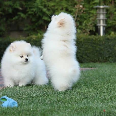 1 male and 2 female Pomeranian Puppies willing to give out for Adoptio 1