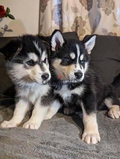 Whatsapp Me (+966 58899 3320) Siberian Husky Puppies 1