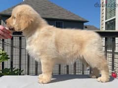 Purebred Golden . R. puppy for sale
