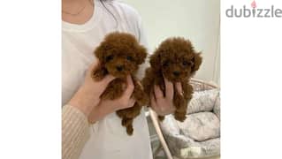 Whatsapp Me (+972 55507 4990) Toy Poodle Puppies