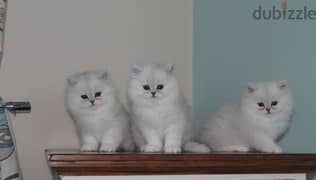 Whatsapp Me (+966 58392 1348) Persian Cats