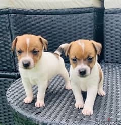 Whatsapp Me (+966 58899 3320) Jack Russell Puppies