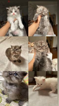 Siberian/persian kittens