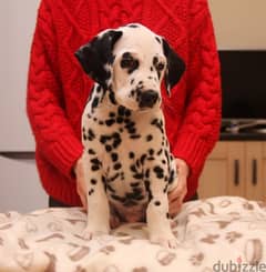 Whatsapp Me (+966 58899 3320) Dalmatian Puppies