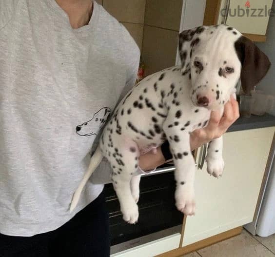 Whatsapp Me (+966 58899 3320) Dalmatian Puppies 1