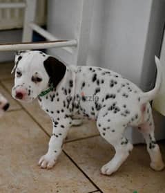 Whatsapp Me (+966 58899 3320) Dalmatian Puppies