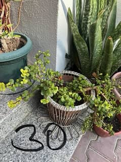 Outdoor plants