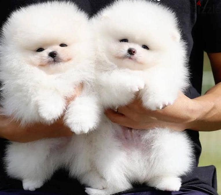 High Quality White Pomeranian Puppies Male and Female. 1