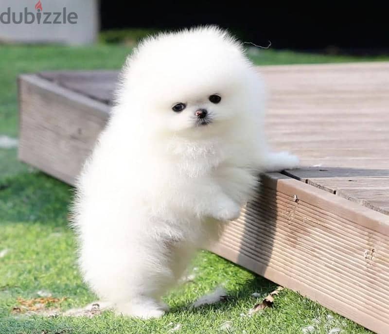 High Quality White Pomeranian Puppies Male and Female. 2