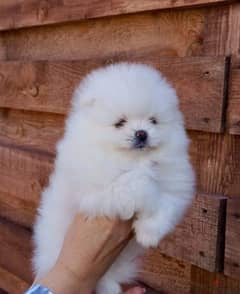 white Pomer,anian for sale