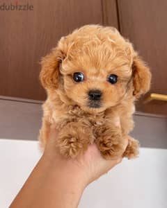 Toy poodle puppies whatApp+971568830304