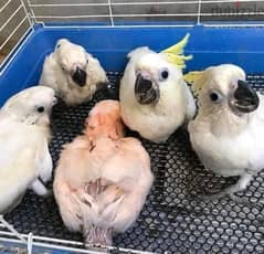 Cockatoo chicks WhatsApp +971568830304