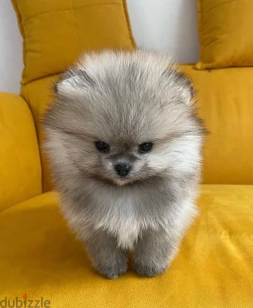 Male Pomeranian for sale. WHATSAPP. +1 (484) 718‑9164‬ 1
