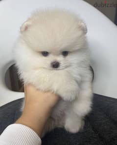 Tcup white Pomer,anian for sale. WHATSAPP. +1 (484) 718‑9164‬