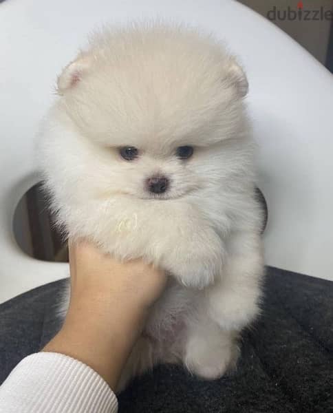 Tcup white Pomer,anian for sale. WHATSAPP. +1 (484) 718‑9164‬ 0