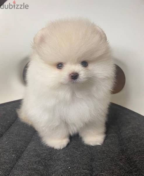 Tcup white Pomer,anian for sale. WHATSAPP. +1 (484) 718‑9164‬ 1