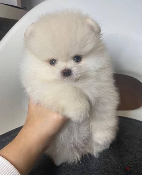 Tcup white Pomer,anian for sale. WHATSAPP. +1 (484) 718‑9164‬ 2