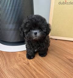 Purebred Poo,dle for sale. WHATSAPP. +1 (484) 718‑9164‬