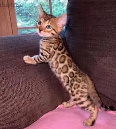 Bengal for sale. WHATSAPP. +1 (484) 718‑9164‬ 0