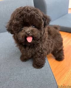 Dark Color poo,dle available. WHATSAPP. +1 (484) 718‑9164‬