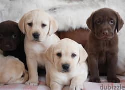 Whatsapp Me (+972 55507 4990) Labrador Puppies