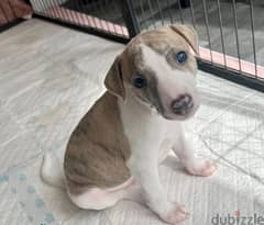 Whatsapp Me (+966 58899 3320) Whippet Puppies 0