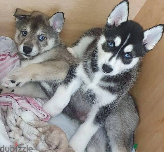 Whatsapp Me (+966 58899 3320) Siberian Husky Puppies 1