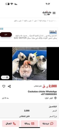 Umbrella cockatoo chicks WhatsApp +971526421358