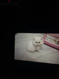 beautiful Persian white kitten 0