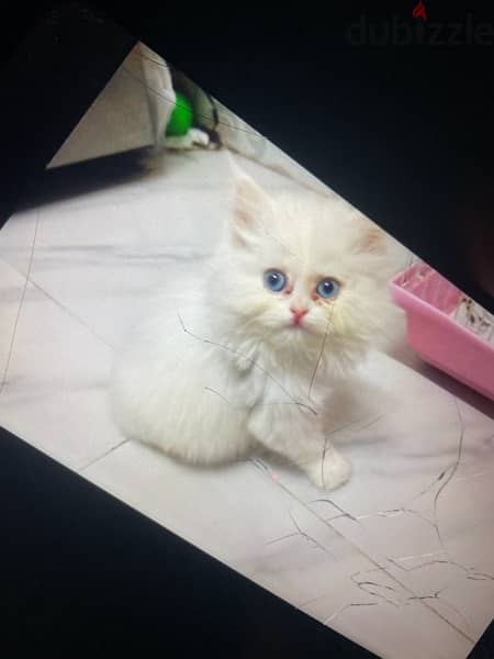 beautiful Persian white kitten 1