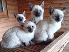 Whatsapp Me (+966 58392 1348) Siamese Cats 0