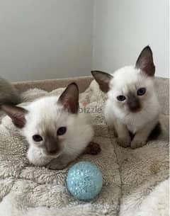 Whatsapp Me (+966 58392 1348) Siamese Cats